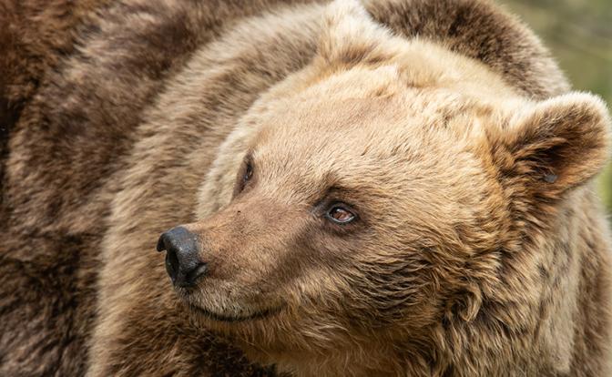 «Надо срочно законодательство менять, пока звери нас жрать не начали»