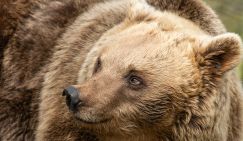 Косолапое нашествие: Медведи, которые заходят даже в закрытые города Урала, послали сигнал ФСБ