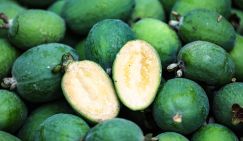 Биотехнолог: Эта ягода обеспечит суточный запас йода