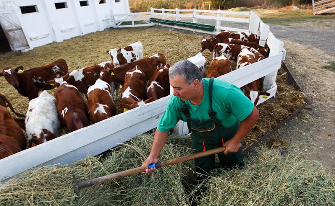 Фермеров предупредили: «Год будет тяжелым, денег в бюджете нет, господдержки не ждите»