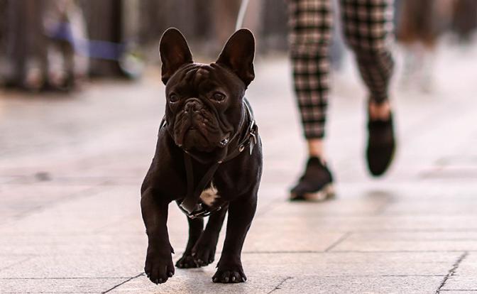 Любимая порода собак может исчезнуть в ближайшее десятилетие