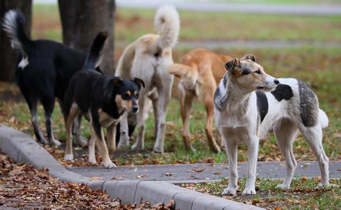 Депутат предложил мобилизовать уличных собак на минные поля
