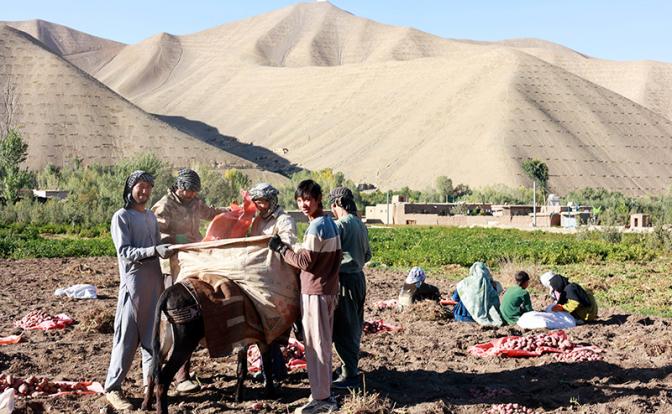 На фото: сбор картошки в деревне Фоллади, Афганистан.