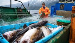 Власть ищет, где рыба – Владимир Путин поручил накормить бойцов и школьников