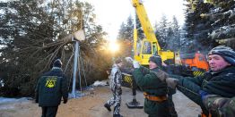 Где нашли, как доставляли и что будет с кремлевской ёлкой после праздников