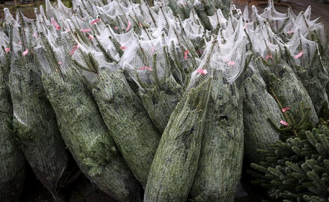 Как выбрать безопасную ёлку на Новый год: советы дали в МЧС