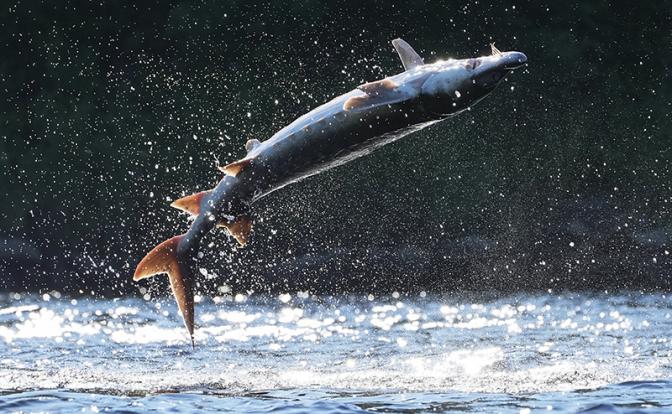 Сенсация: За годы СВО русский осетр вернулся в Азовское море
