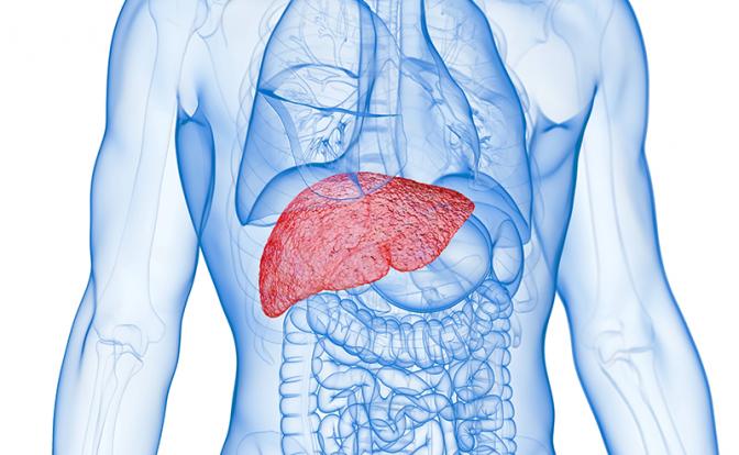 Врач рассказала, как понять, что печень перегружена, даже без похмелья