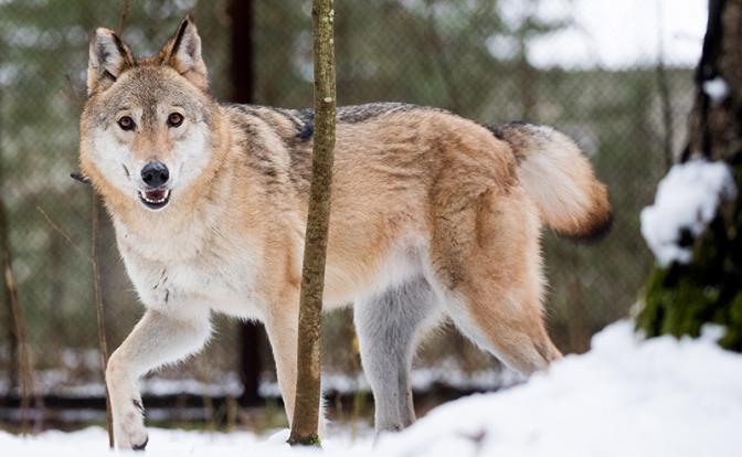 Волчий билет – в Финляндии его выписывают даже бродячим собакам, которых подозревают в верности Путину