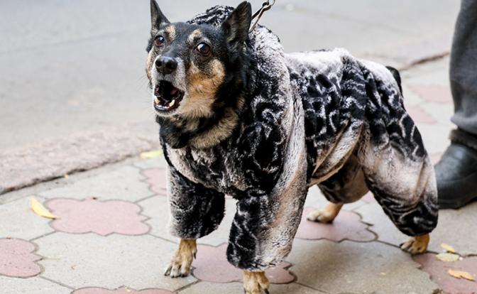 Госдуме рекомендовано увеличить штрафы для владельцев за нападения питомцев