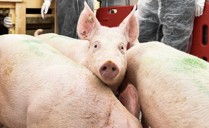 В России к 2030 году планируют создать ГМО-свиней для пересадки органов человеку
