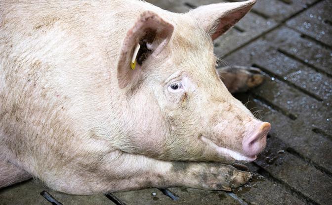 В Новосибирске начали выращивать свиней-доноров для трансплантации органов человеку