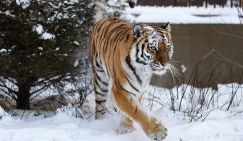 "Президентский статус": Амурские тигры подведут жителей Приморья под «политическую» статью