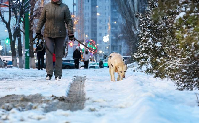 Кинолог рассказал о первых и явных признаках отравления собаки на улице