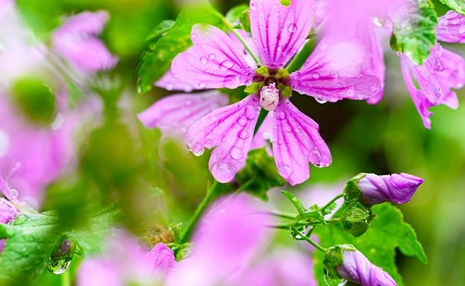 Лекарственное растение способно подавлять рак толстой кишки