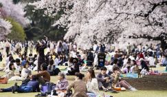 Весна в Японии: праздник кукол, день тунца и вишенка на торте