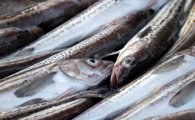 Россиянам объяснили, какая рыба может спасти от анемии