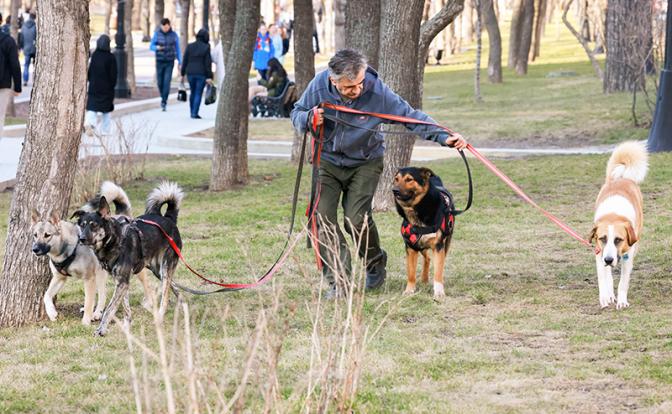 Озвучены штрафы за отсутствие намордников у собак