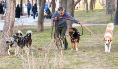 Озвучены штрафы за отсутствие намордников у собак