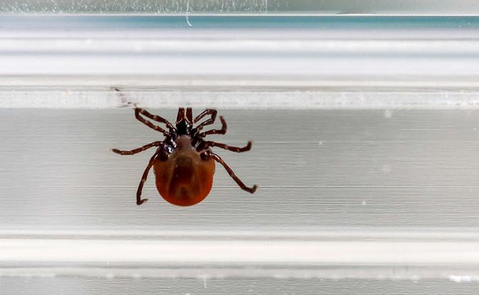 Всем приготовиться: Названы российские регионы, где клещи проявят наивысшую активность