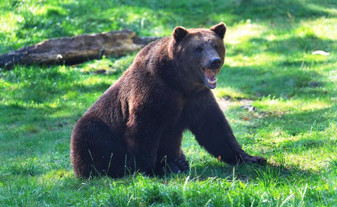 Туристку на Камчатке едва не съел медведь - под суд пойдет предприниматель из Тюмени