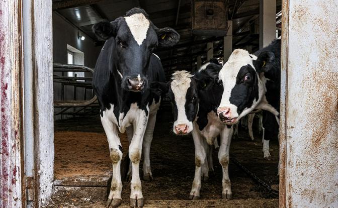 Крупно-рогатая поножовщина: Почему массово уничтожают скот в частных хозяйствах России?