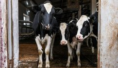 Крупно-рогатая поножовщина: Почему массово уничтожают скот в частных хозяйствах России?