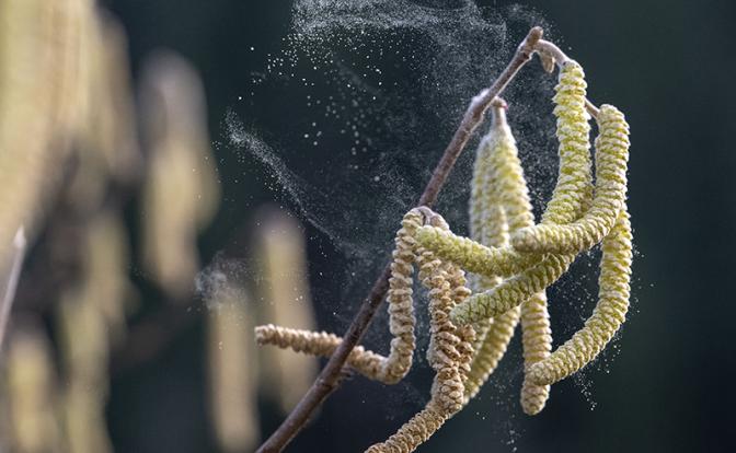 Врач-аллерголог рассказал, как пережить цветение орешника