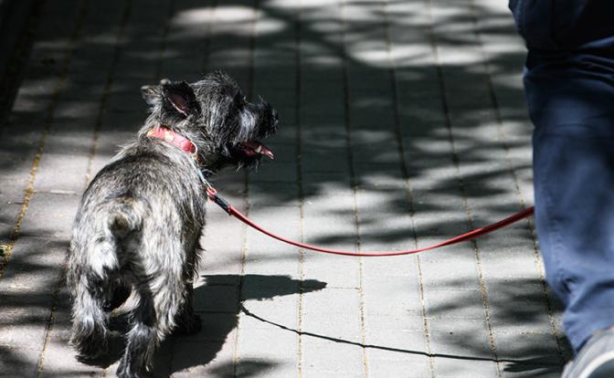 Эксперт: Новый ГОСТ обяжет владельцев убирать за своими собаками