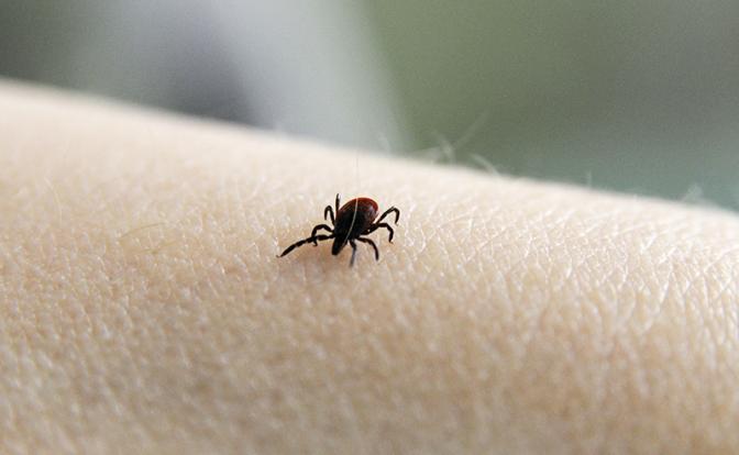 Как не стать жертвой клеща: проверенный алгоритм защиты для россиян