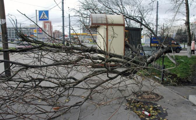 Питерские спасатели массово отправились на лесоповал