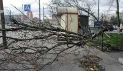 Питерские спасатели массово отправились на лесоповал