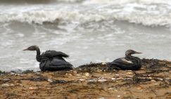 Пока краснодарский губернатор презентовал Анапу Путину, какие-то бакланы нашли там мазут и испортили всю малину