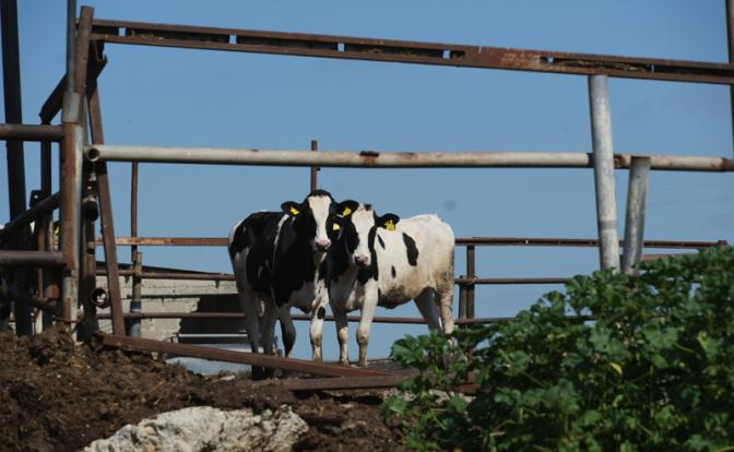 А был ли ящур, неизвестно. Но тысячи разорённых фермеров – факт