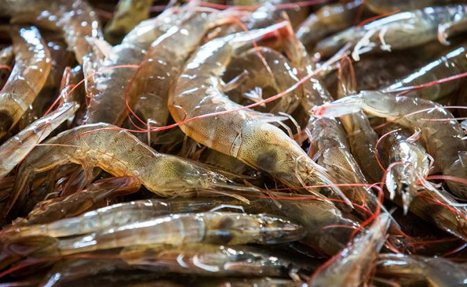 Ученые обнаружили вирус в рыбе и креветках, вызывающий слепоту у человека