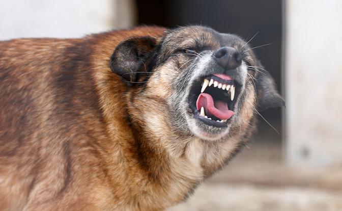 Врач: люди умирают от бешенства за несколько дней