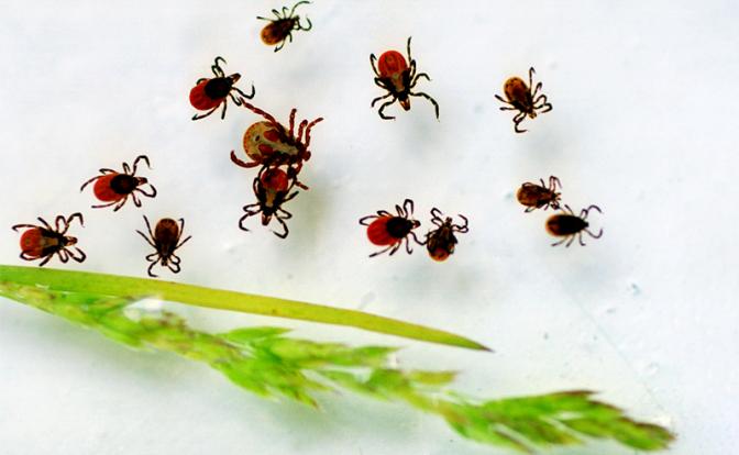 Сезон клещей в разгаре: в Алтайском крае более 200 обращений