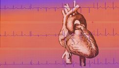 Врач сказал, сколько нужно ходить ежедневно для здоровья сердца после 50 лет