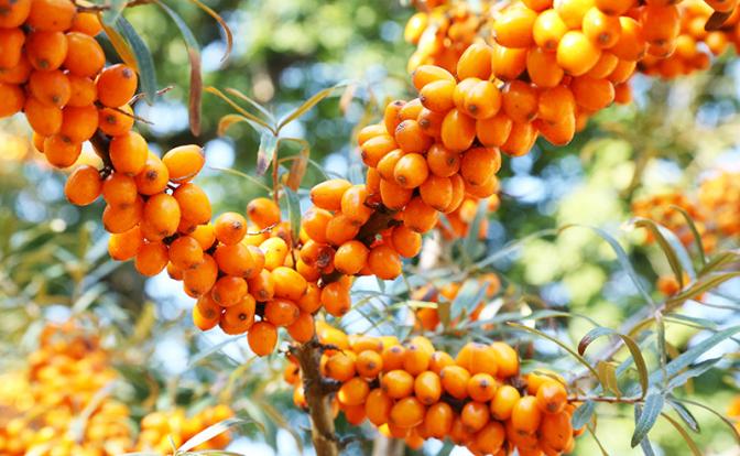 Известная ягода снижает уровень сахара в крови