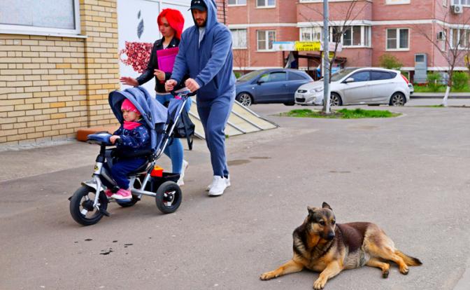 На фото: бездомная собака на одной из улиц Ростова-на-Дону.