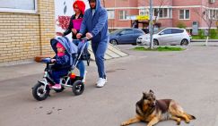 Власть или зоозащитники: Кто виноват в том, что одичавшие собаки нападают на детей?