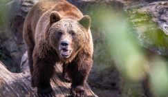 Медведи пугают Россию. Чиновники бесят Россию. И одно с другим связано