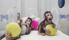 В Китае успешно клонировали обезьян