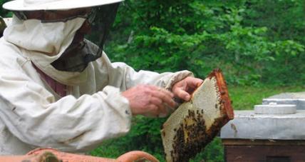 Без пчел, без меда и без триллиона - по воле безалаберных аграриев