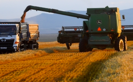 Россия собрала 155,5 миллиона тонн зерна