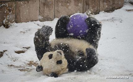 Большие панды из Пекинского зоопарка