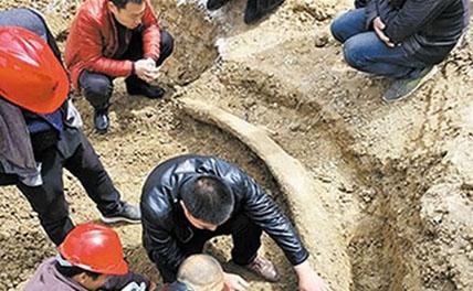 В центре Китае раскопали окаменелую слоновую кость возрастом 100 тыс. лет