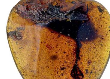 Палеонтологи нашли новый вид древней птицы в янтаре