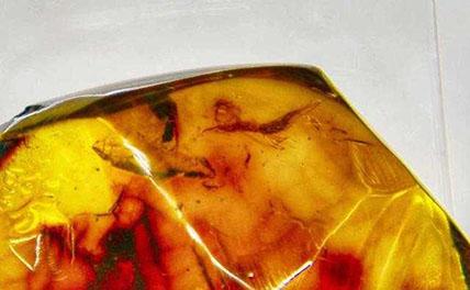 Китайские ученые впервые обнаружили в янтаре эвкариды