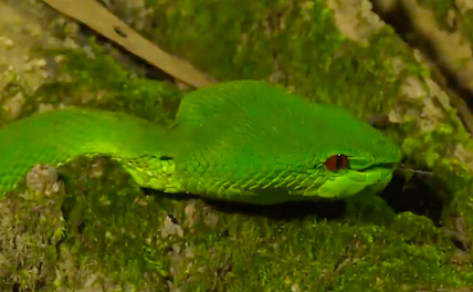 Знакомство с Хайнаньским тропическим лесом за минуту